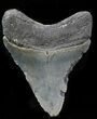Juvenile Megalodon Tooth - Venice, Florida #32888-1